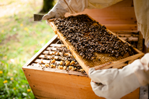 Bees and collecting honey