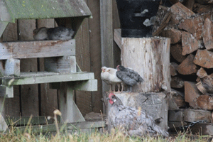 Chicks Perching