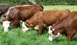 Cows