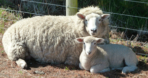 Sheep