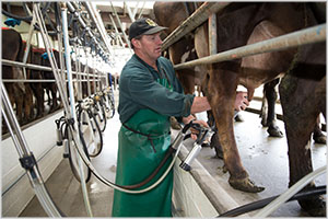 Dairy Farming