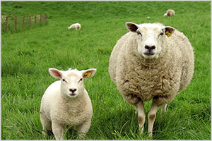 Sheep Farming