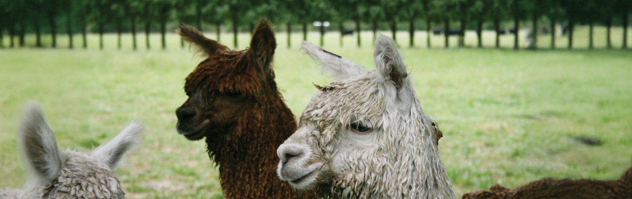 alpacas-in-a-field