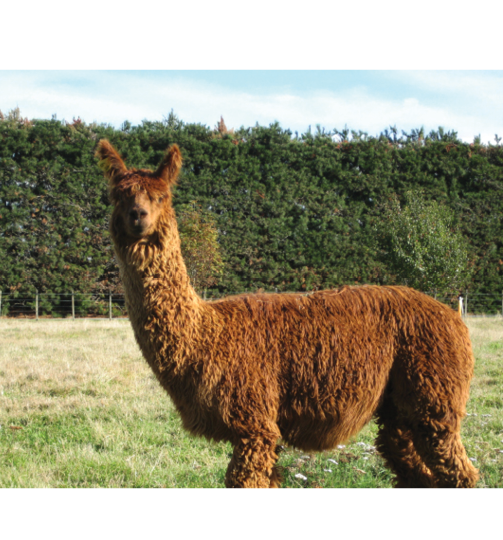 brown-alpaca-infront-of-hedge
