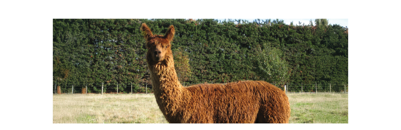 brown-alpaca-infront-of-hedge