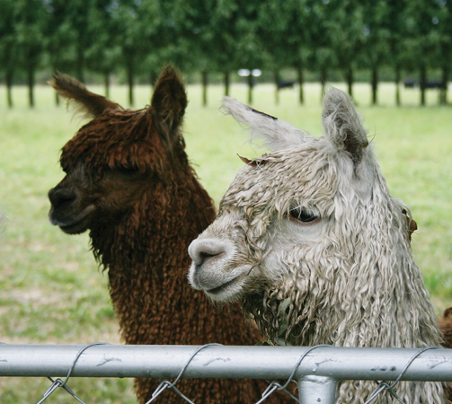 alpacas-in-a-field