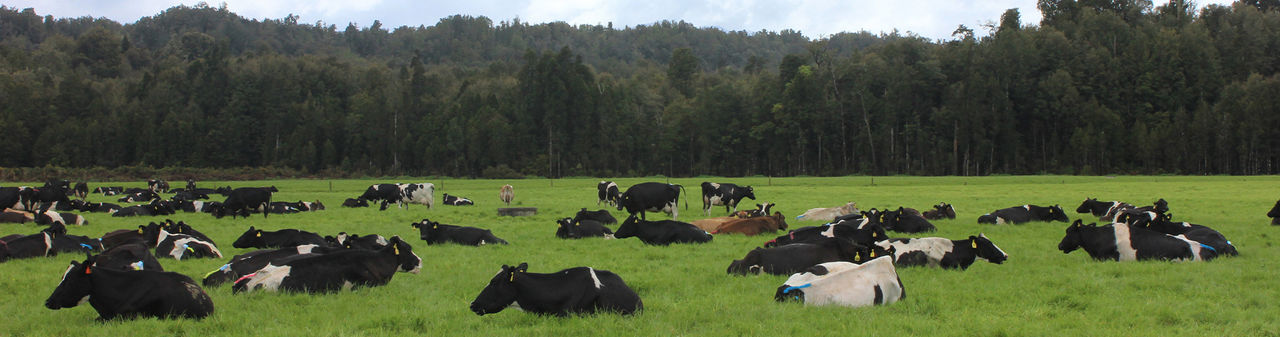 calcium-cows-dekstop-banner
