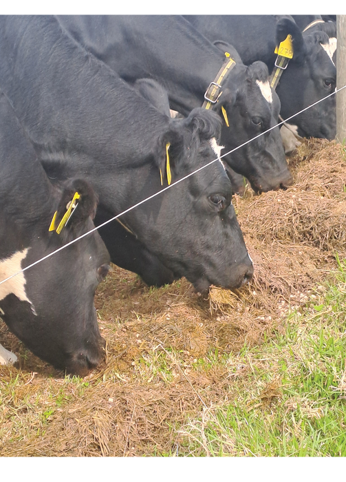 cows-eating-precalver-nuts