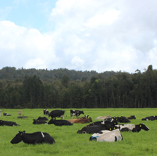 calcium-cows-mobile-banner