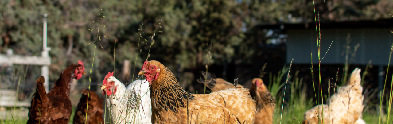 summer-chook-care-desktop-banner