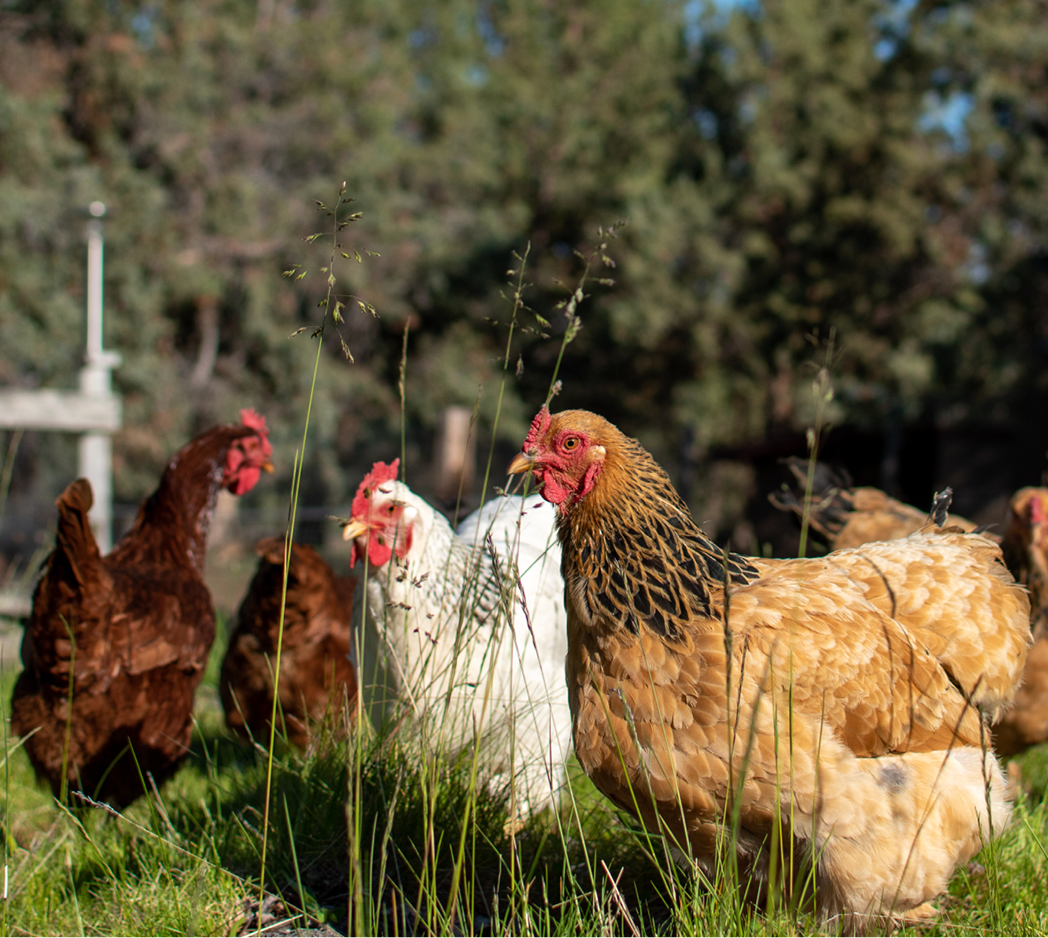 summer-chook-care-mobile