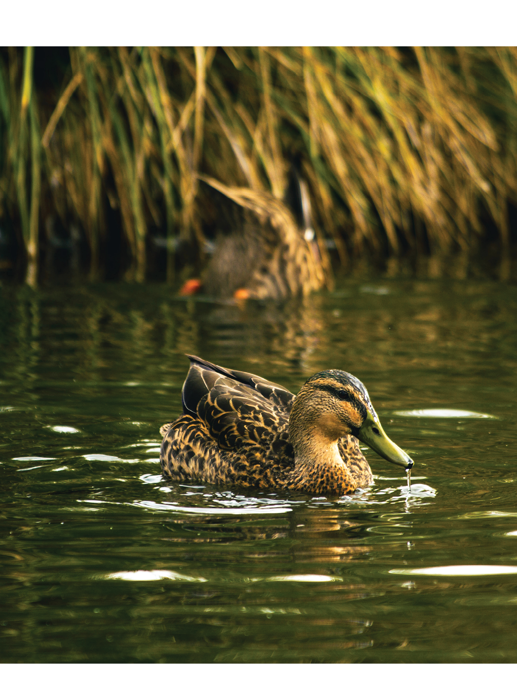 duck-mid-mobile