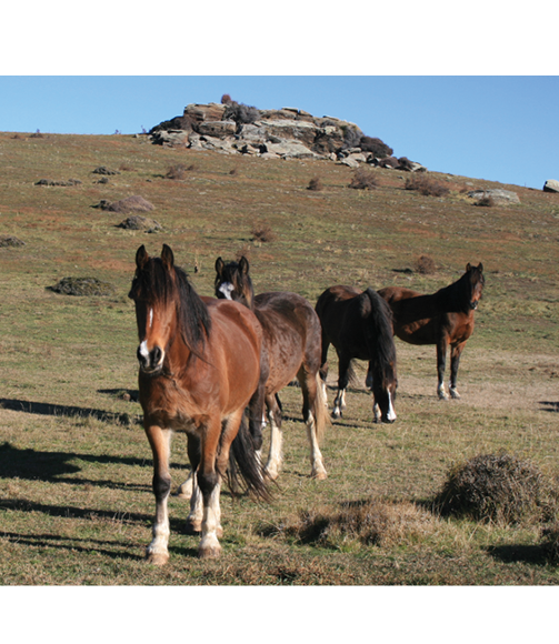 horse-biome-mid-desktop