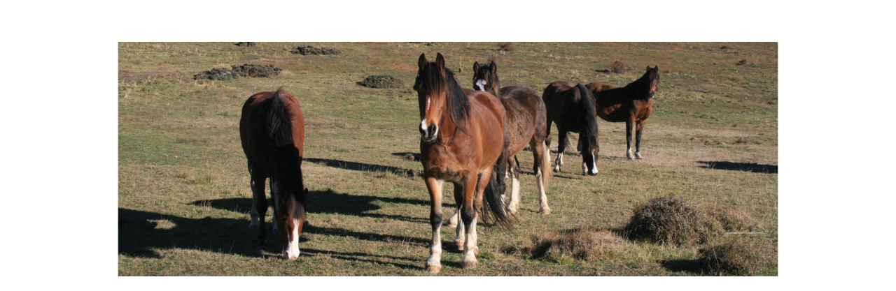 horse-biome-mid-desktop