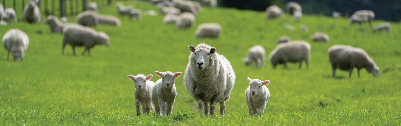 prelambing-bannerdesktop