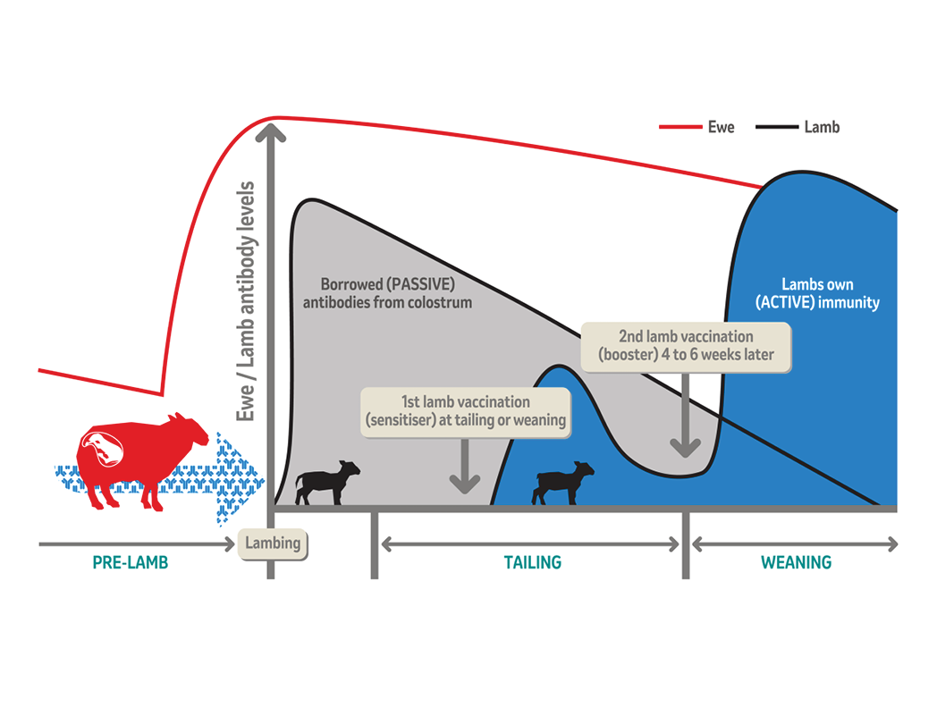 MSD-prelamb-schematic