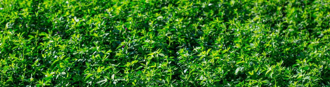 desktop banner