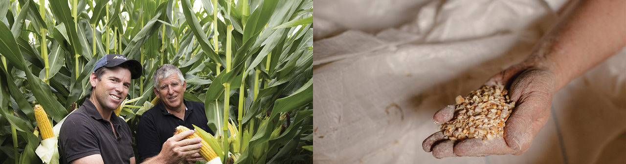 maize desktop image