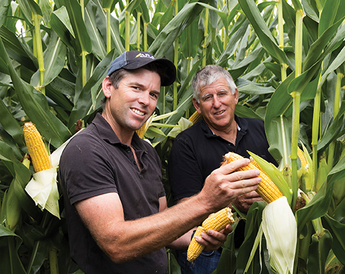 maize mobile banner