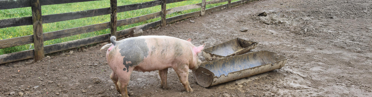 pig-desktop-banner