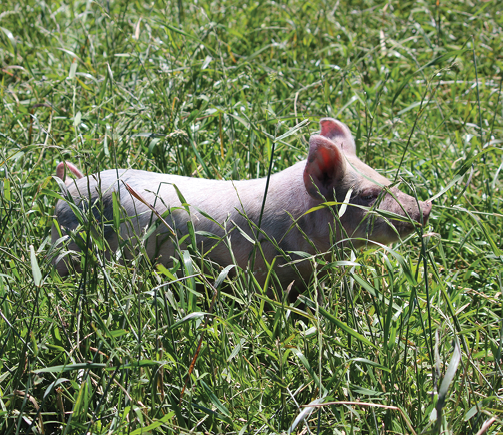 pigs-mobile-midbody