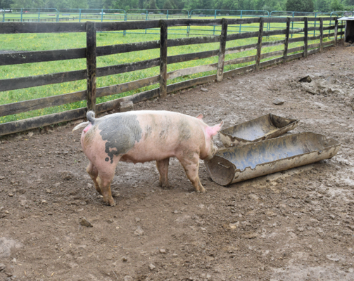 pig-mobile-banner