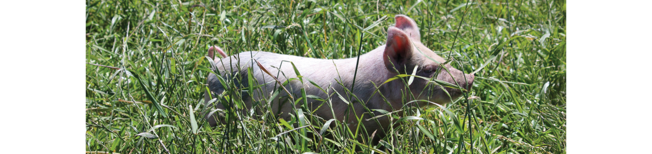 desktop-pigs