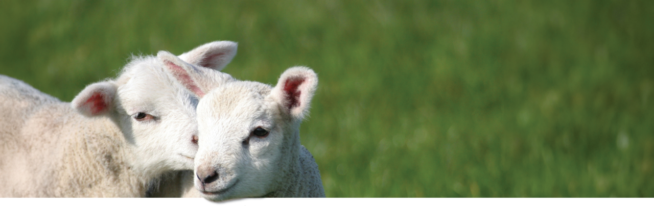 two-lambs-in-field