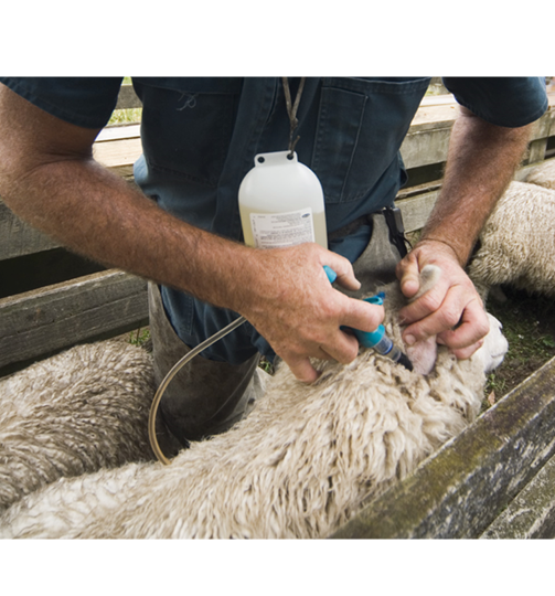 sheep-being-drenched