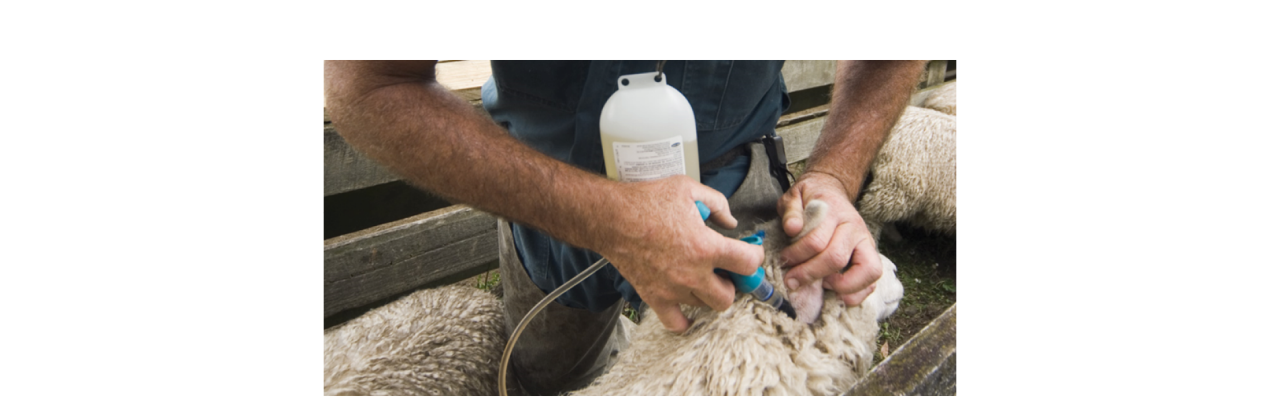 sheep-being-drenched