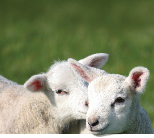 two-lambs-in-field-banner