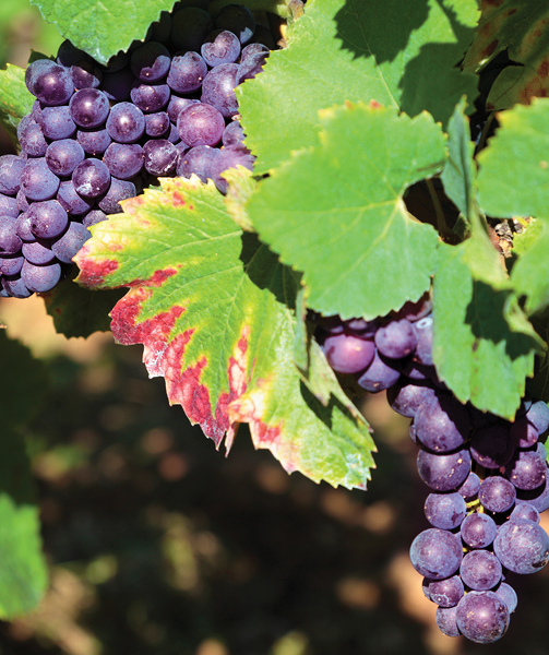 pruningmobilebanner