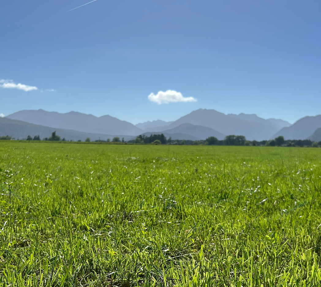 rgt-hustle-ryegrass