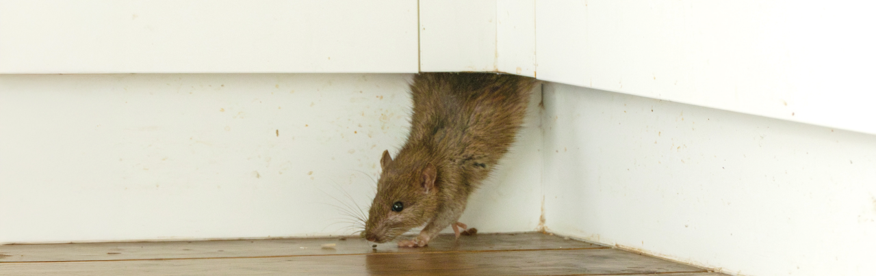 orion-rat-bait-banner
