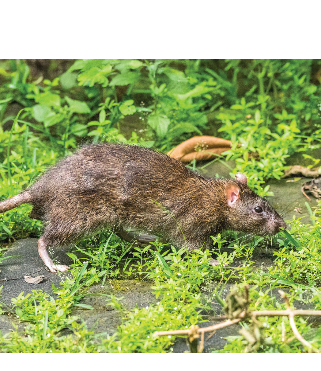 orion-rat-bait-midbody