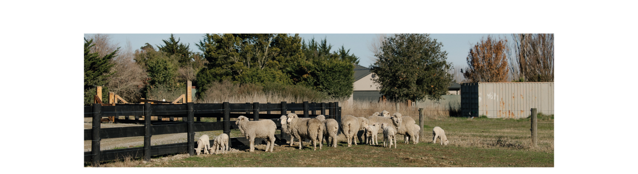 sheep-grazing