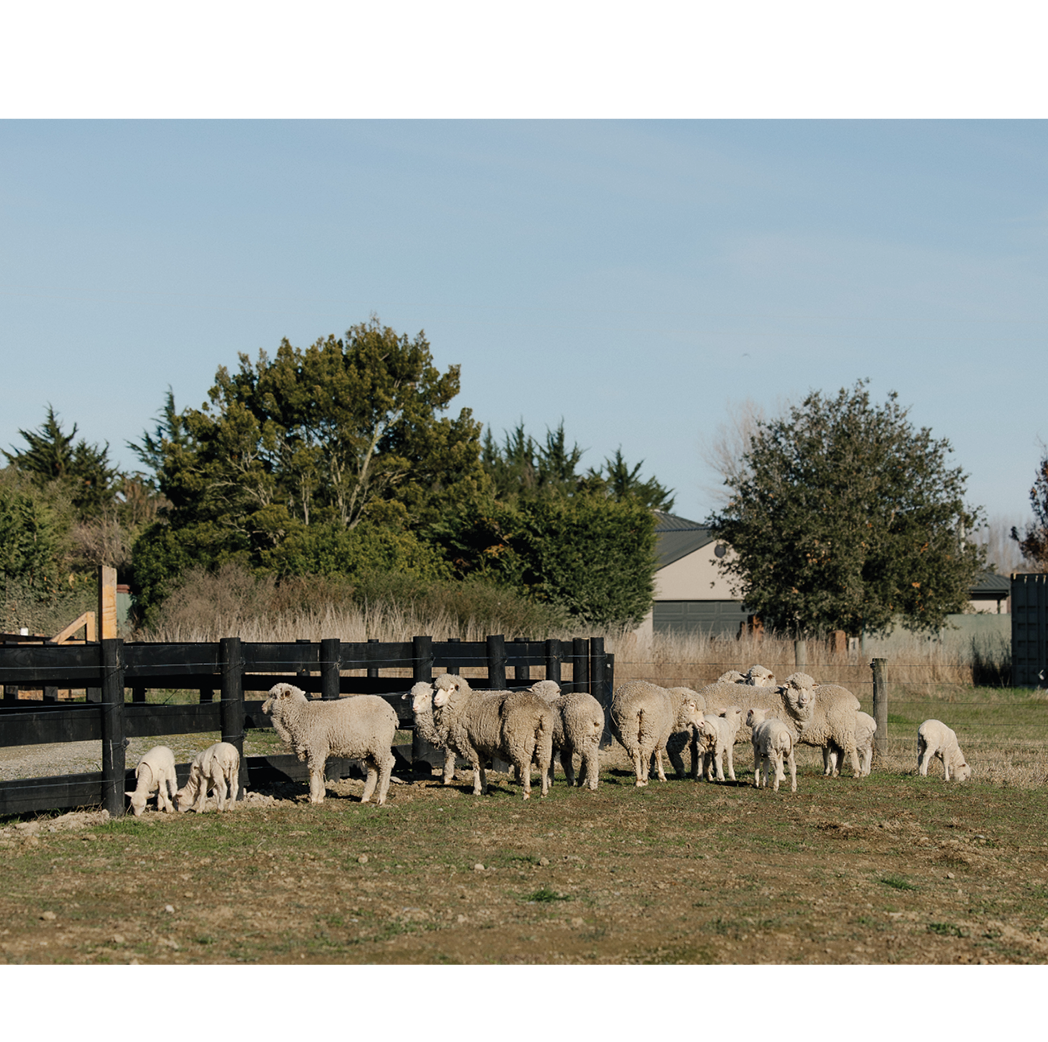 sheep-grazing
