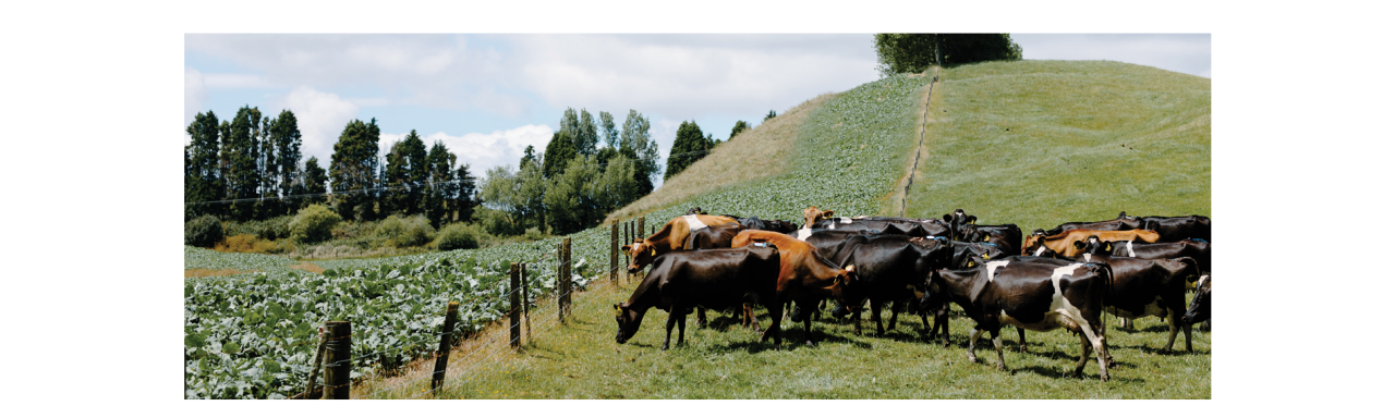 desktopmid2-dairy