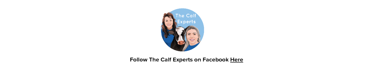 calf-experts-desk