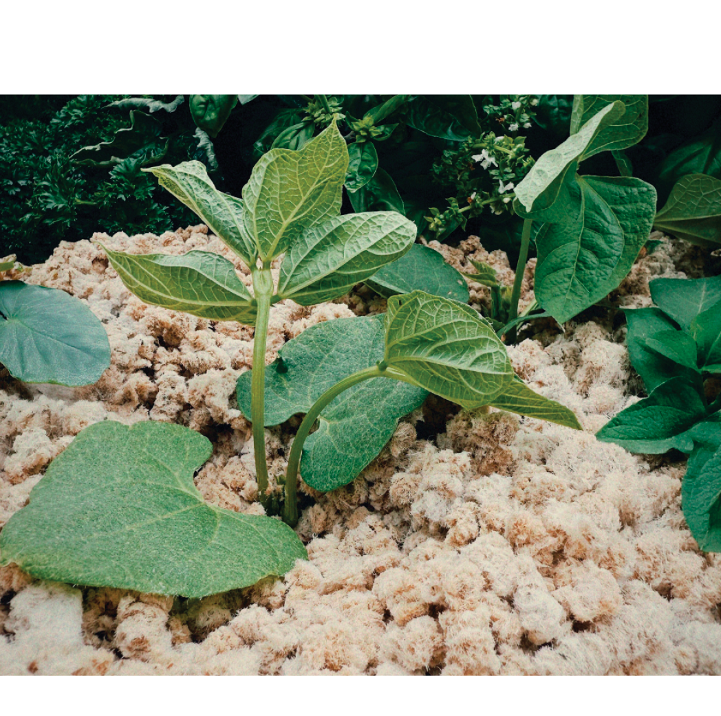 cozy-crops